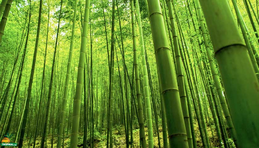 Bambular