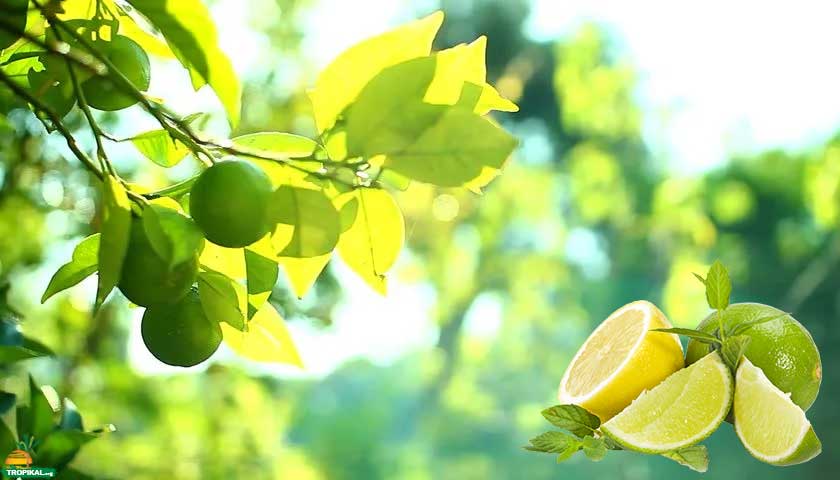 Misket Limonu (Lime)